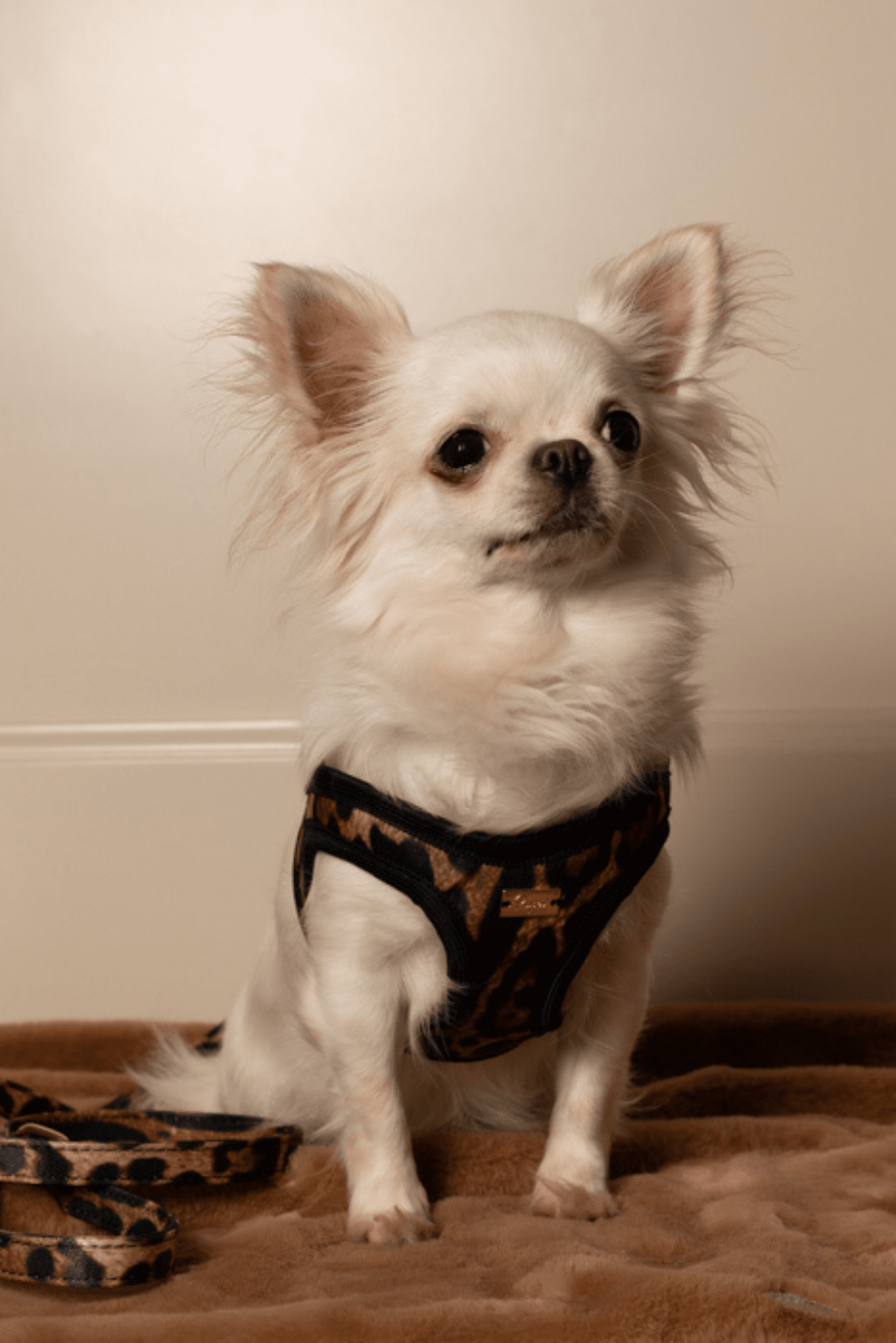 NEOPRENE SPOTTED HARNESS