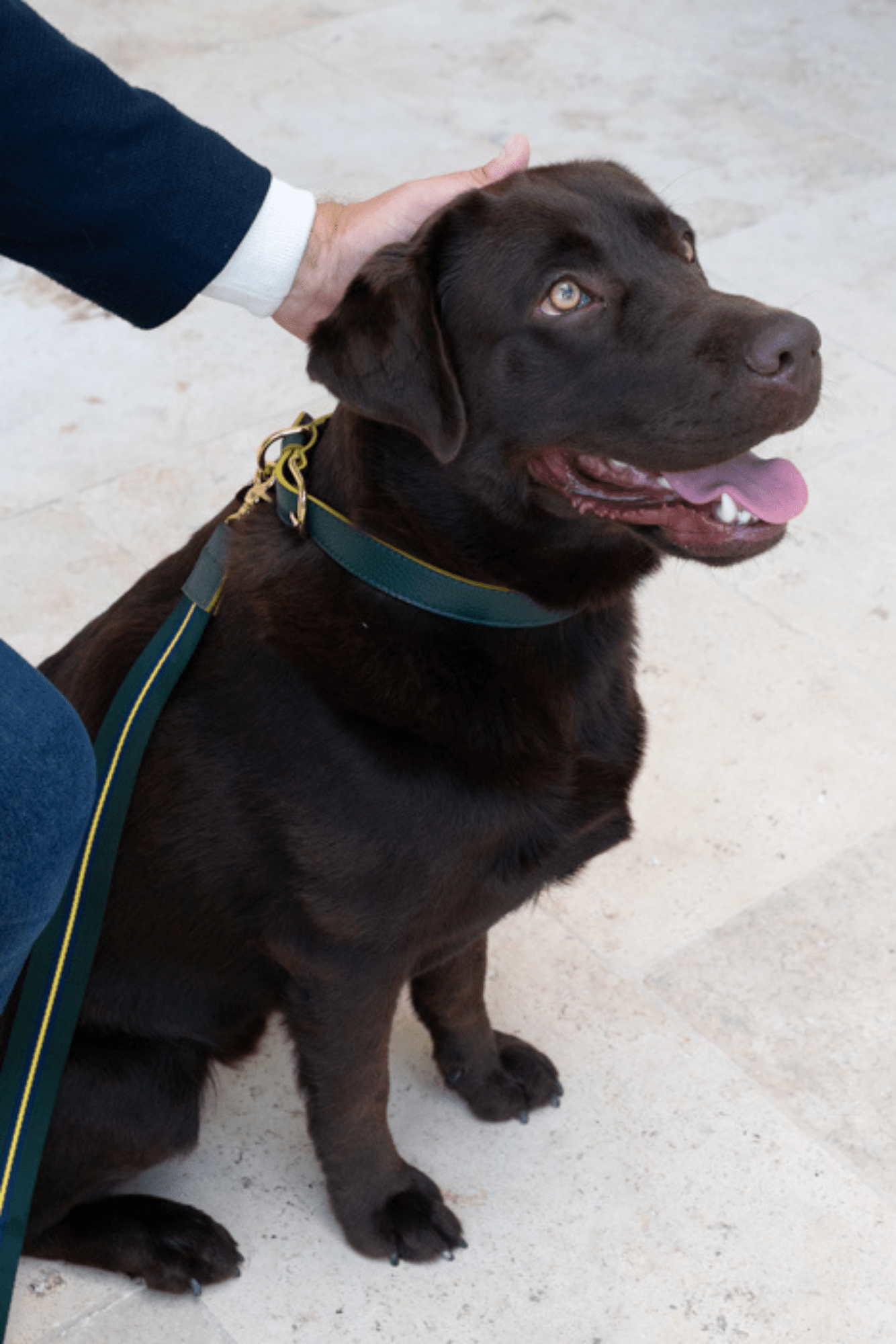 COLLARE PER CANI IN PELLE CON COSTA COLORATA