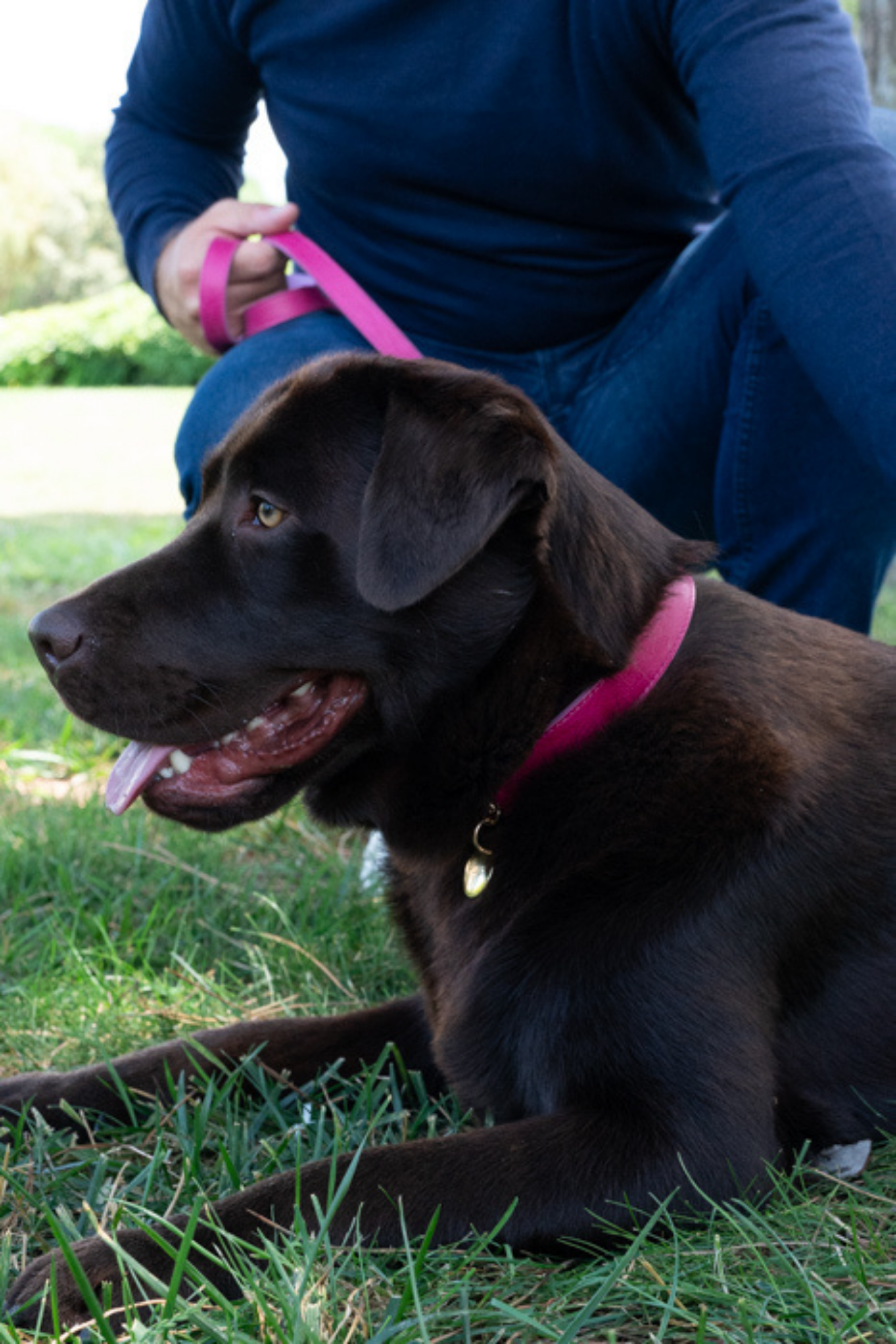 COLLARE PER CANI IN PELLE BICOLORE