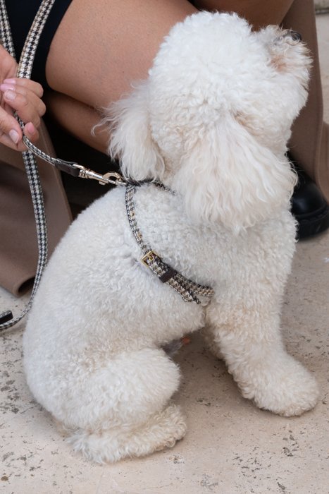 GUINZAGLIO PER CANI E GATTI IN TARTAN E PELLE