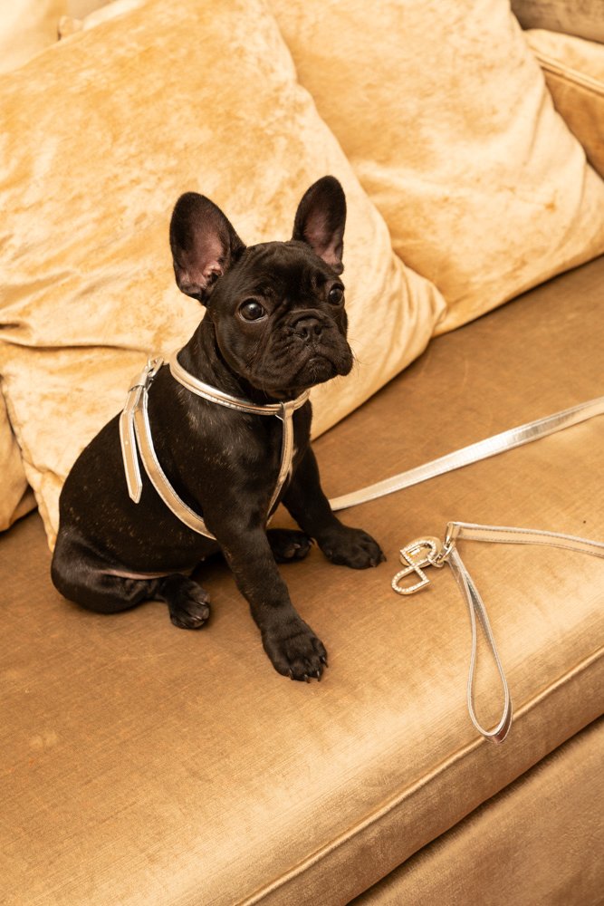 LEATHERETTE LEASH