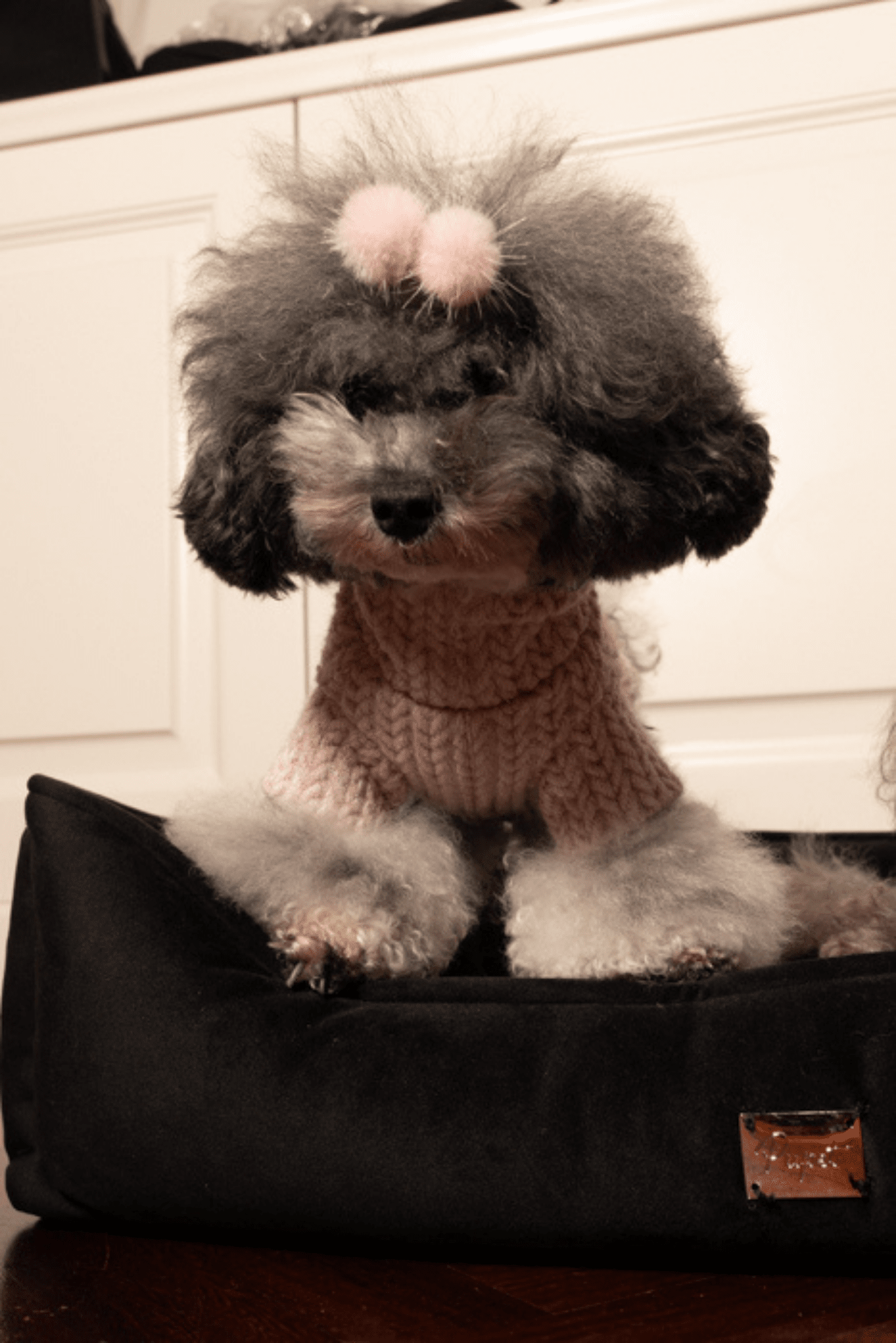 Poodle turtleneck best sale